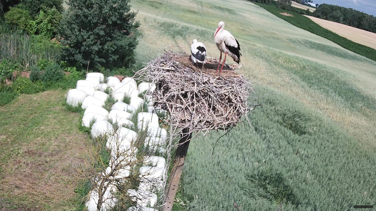 Dziennik gniazda — 2026-07-03
